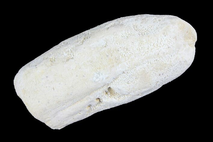 Cretaceous Fish Coprolite (Fossil Poop) - Kansas #93775